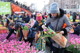 Grote belangstelling voor tulpenpluktuin op de Dam