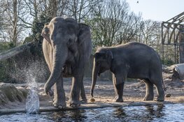 ARTIS verwacht olifantje