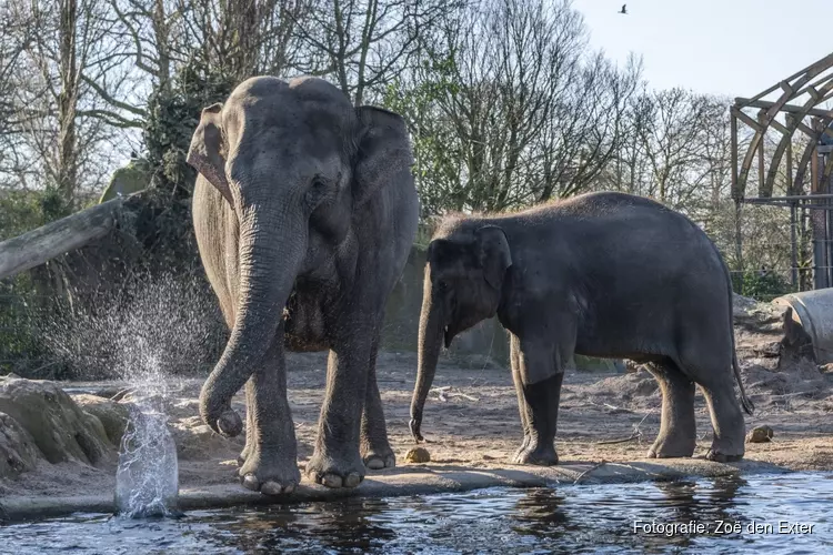 ARTIS verwacht olifantje