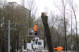 Boom dreigt om te vallen bij Beneluxbaan en trambaan