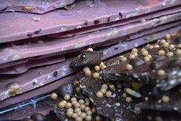 Chocoa Festival 2020 goed bezocht