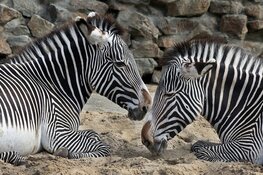 ARTIS-Park open met aangepaste maatregelen