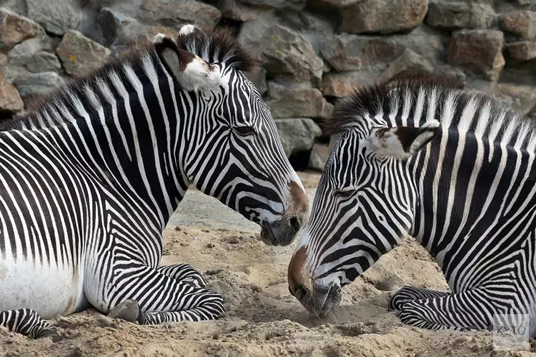 ARTIS-Park open met aangepaste maatregelen