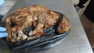 Onthoofde kat aangetroffen: getuigen gezocht
