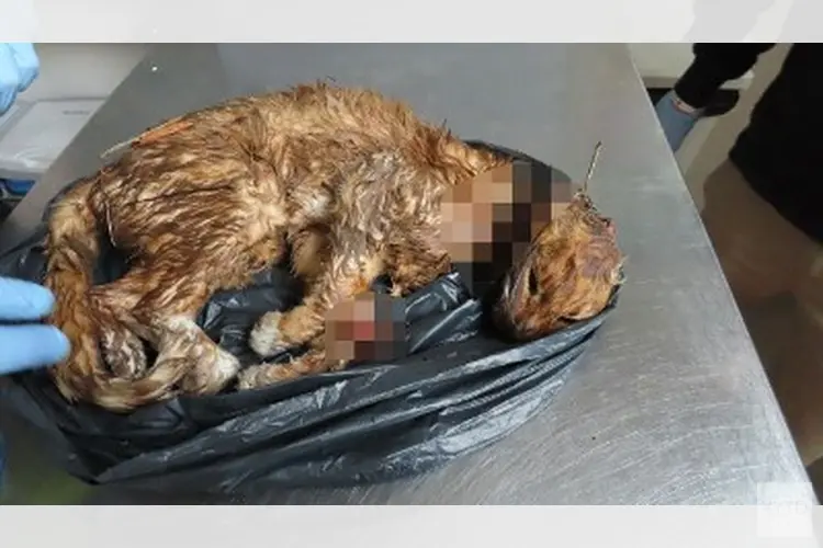 Onthoofde kat aangetroffen: getuigen gezocht