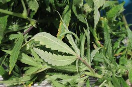 Wietplantage opgerold in woning Amstelveen