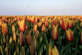 NS brengt treinuitjes... naar reiziger!