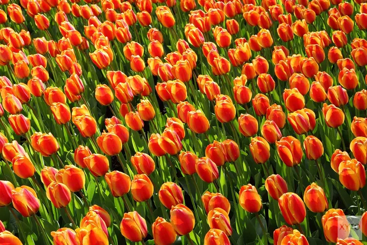 5 x wat te doen met Koningsdag
