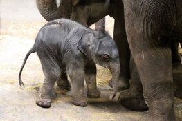 Olifantje geboren in ARTIS