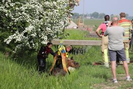 Brandweer redt paard uit benarde situatie in Weesp