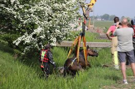 Brandweer redt paard uit benarde situatie in Weesp