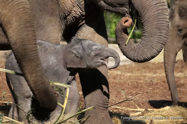 ARTIS is vanaf 13 mei open voor leden
