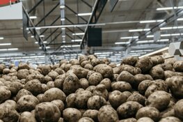 Bergen frietaardappels op de NDSM-werf