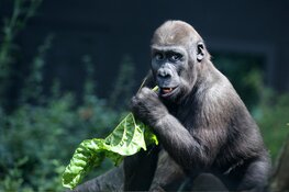 ARTIS officieel botanische tuin