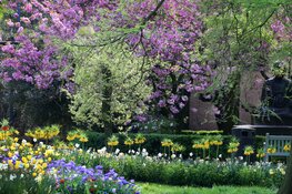 ARTIS officieel botanische tuin