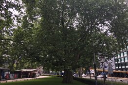 Actie #TreeTag maakt het belang van bomen voor mens en omgeving zichtbaar