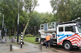 Boom valt om tegen bovenleiding van tram