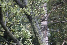 Boom valt om tegen bovenleiding van tram