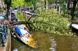 Boom valt op boot in gracht Amsterdam