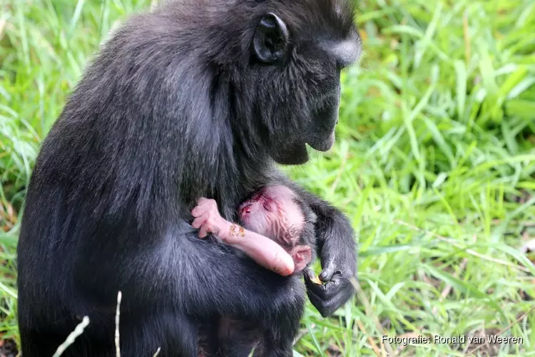 Zwarte kuifmakaak geboren in ARTIS