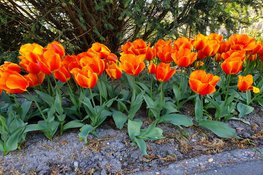 Najaarsactie voor voorjaarsvreugde Zet in april je straat in bloei met tulpen
