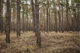 Fotoserie Jaap Scheeren op megaformaat aan de Noordelijke IJ-oevers: Tolhuistuin en NDSM-werf