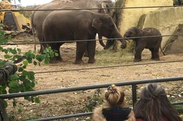 Ook wintertijd voor dieren Artis