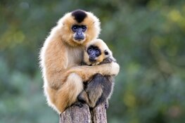 ARTIS reorganiseert als gevolg van coronacrisis