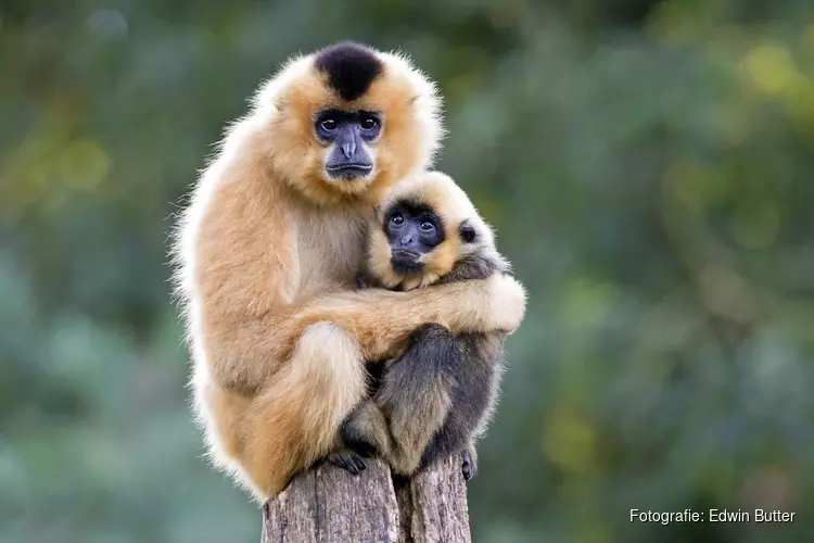ARTIS reorganiseert als gevolg van coronacrisis