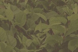 Bestrijden plant Japanse duizendknoop kost.. miljoenen!