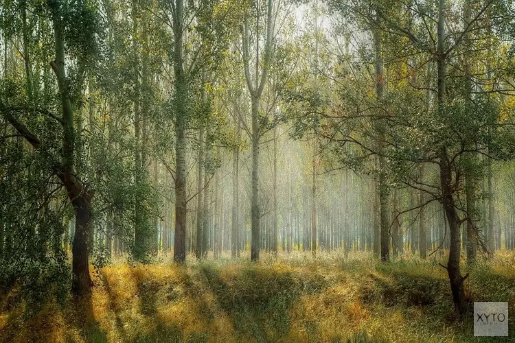 Meer ruimte voor de natuur in het Amsterdamse Bos