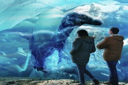 BODY WORLDS Amsterdam gaat levend bevroren dinosaurus tentoonstellen