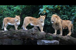 Leeuwen blijven definitief in ARTIS