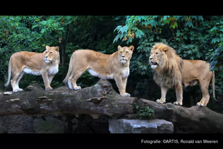 Leeuwen blijven definitief in ARTIS