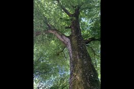 Reuzen van Noord, een verrassende audioroute langs monumentale bomen in Amsterdam-Noord