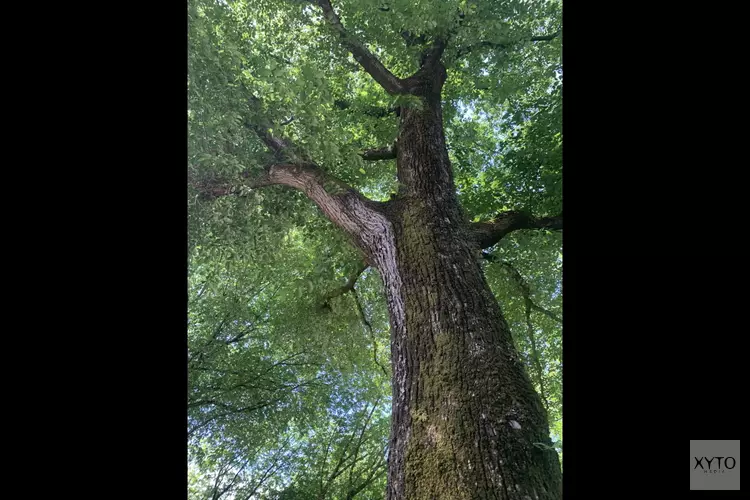 Reuzen van Noord, een verrassende audioroute langs monumentale bomen in Amsterdam-Noord