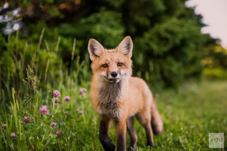 Fotowandeling door de Amsterdamse waterleidingduinen