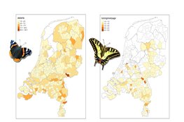 Meer dan 100.000 vlinders gezien tijdens Nationale Tuinvlindertelling