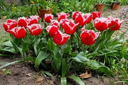 Gratis tulpenbollen voor geveltuinen