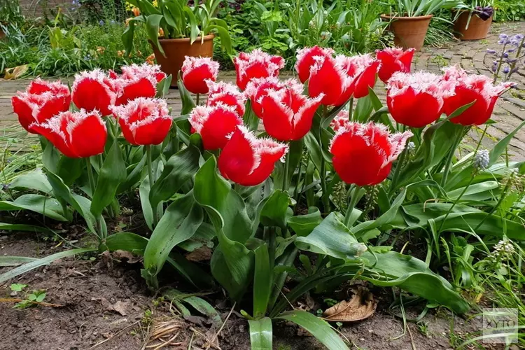 Gratis tulpenbollen voor geveltuinen