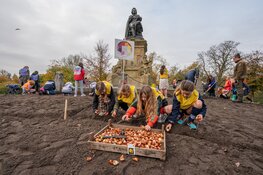 Scholieren planten bollen voor Tulp Festival 2022