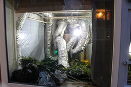 Hennepplantage ontdekt in Weesp, drie personen aangehouden