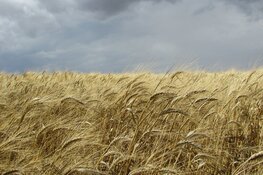 Zachte temperaturen met veel wind, later in de week een stuk frisser