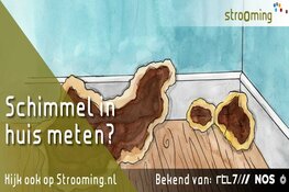 Een zwam in huis, wat nu?
