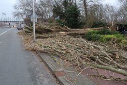 Dode door omgevallen boom in Diemen
