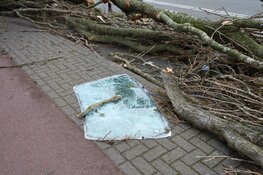 Dode door omgevallen boom in Diemen