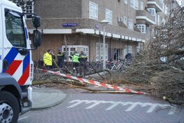 Boom valt op fietser op Vrijheidslaan, fietser overlijdt