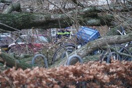 Boom valt op fietser op Vrijheidslaan, fietser overlijdt