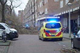 Boom valt op fietser op Vrijheidslaan, fietser overlijdt