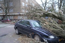Boom valt op fietser op Vrijheidslaan, fietser overlijdt